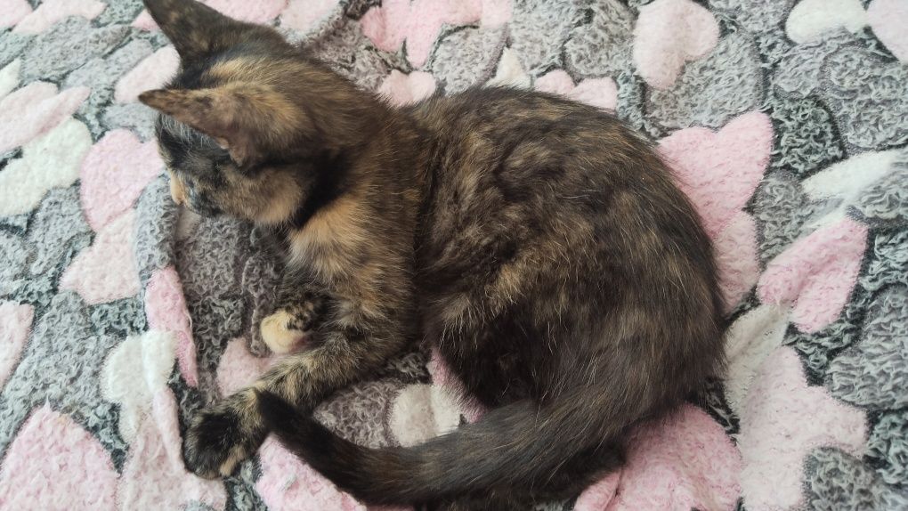 Отдам котенка в добрые руки