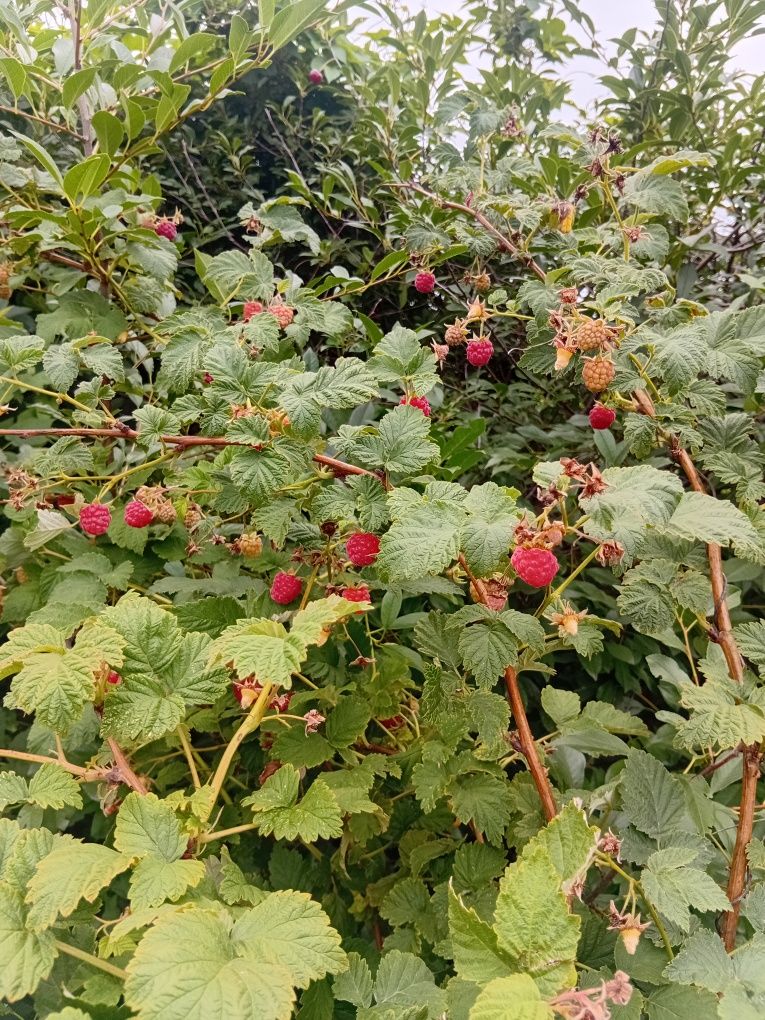 Малина на продажу