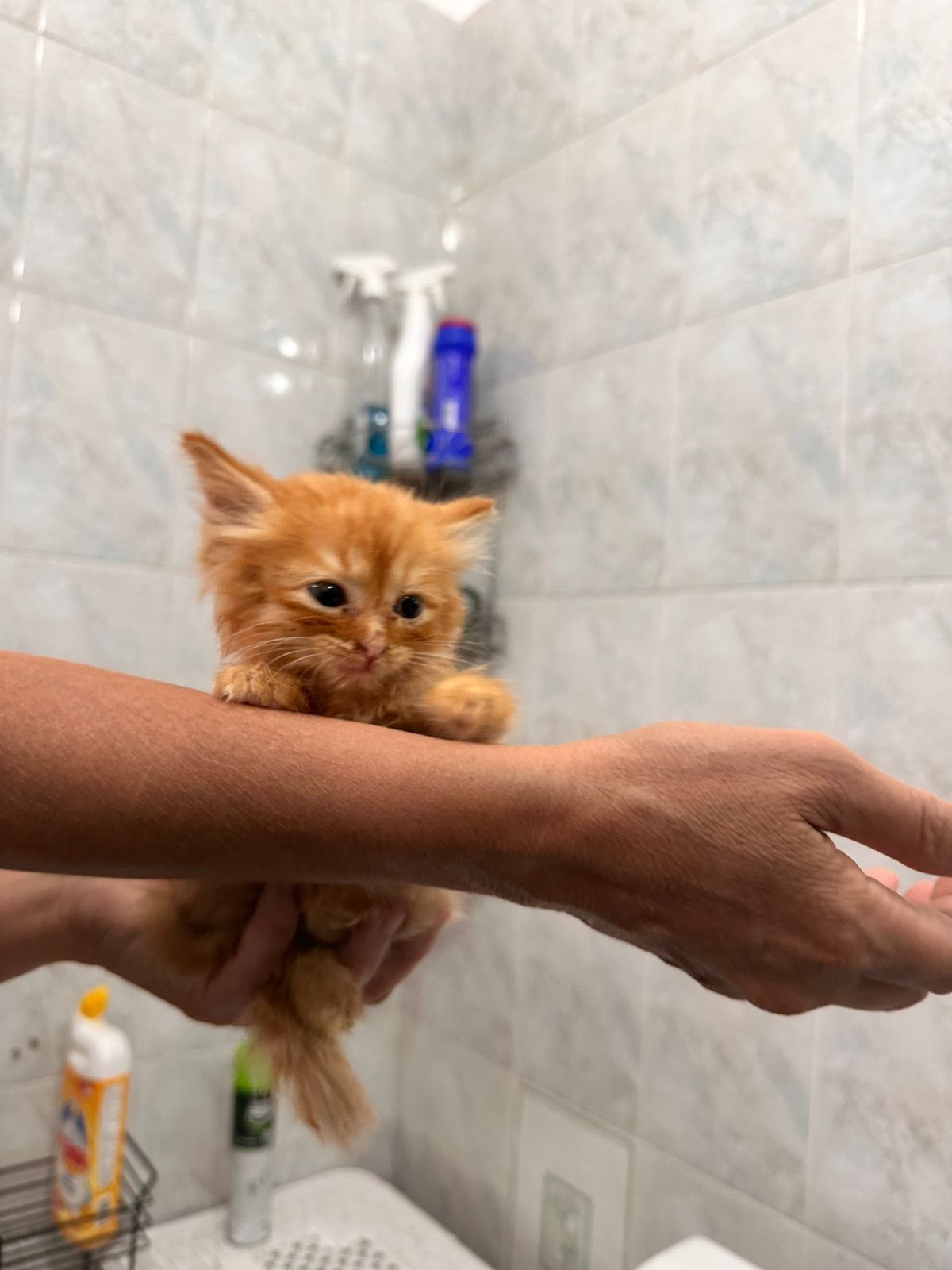 Рыжий котёнок  мальчик в любящие руки
