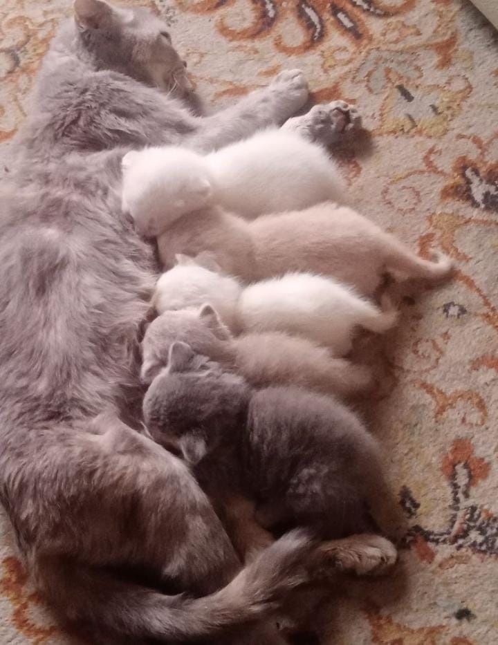 Шотланские котята