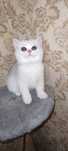 Котята шиншилла золото и серебро