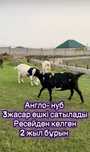 Продаётся коза Англо-нуб