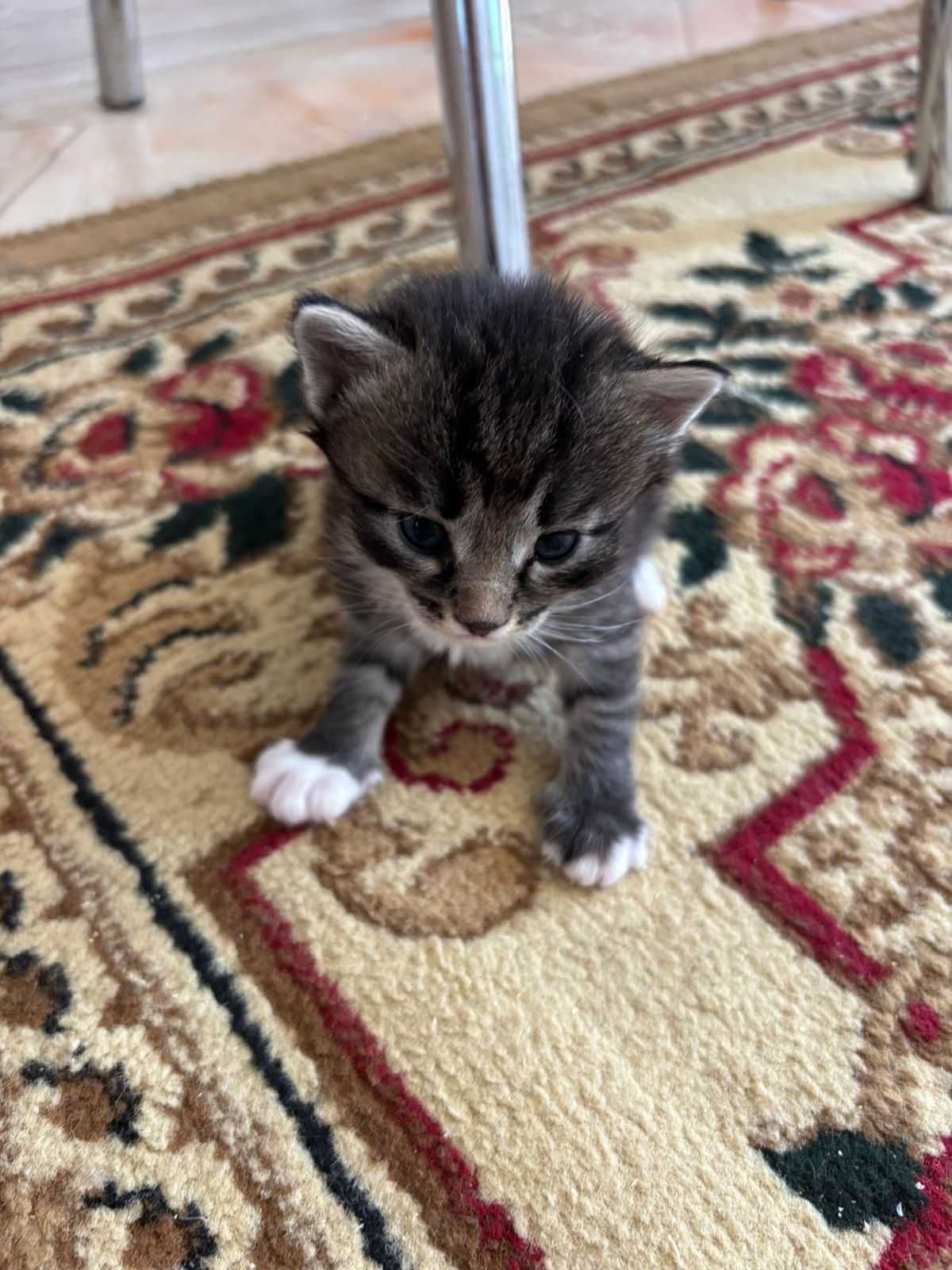Отдам котят в добрые руки