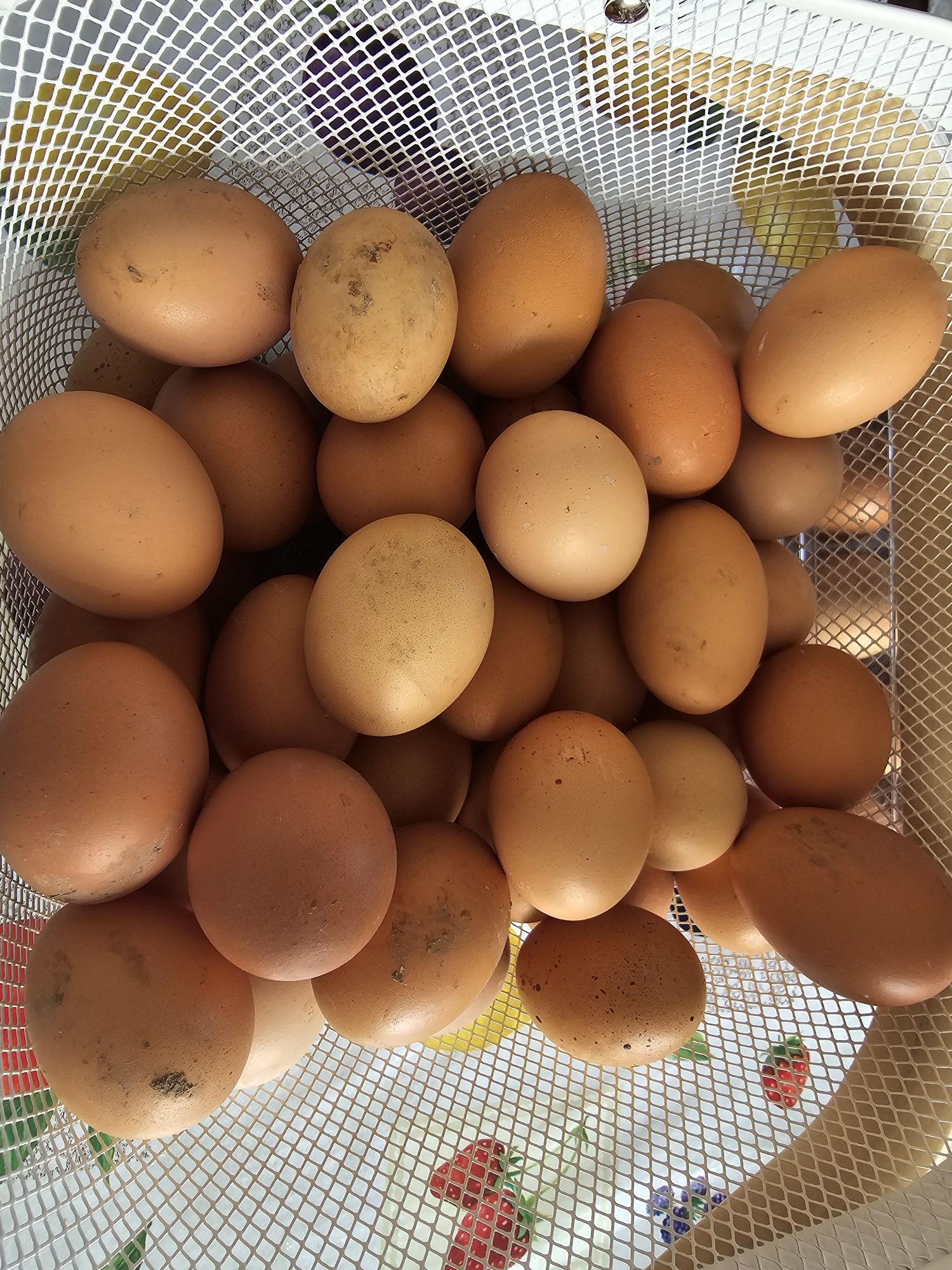 Яйца домашние куринные