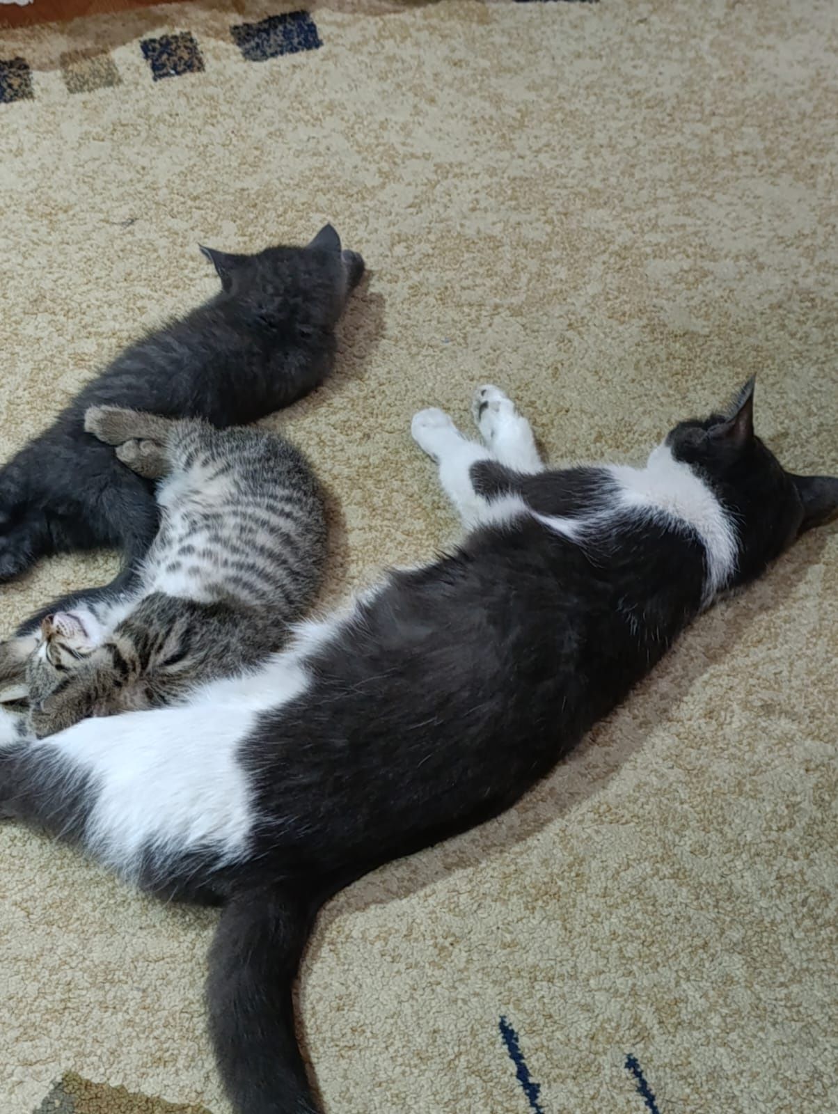 Отдам в хорошие руки котят