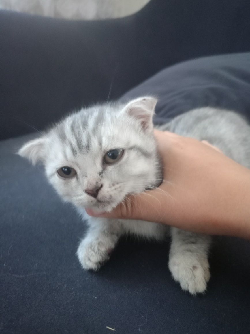 Котята вислоухие