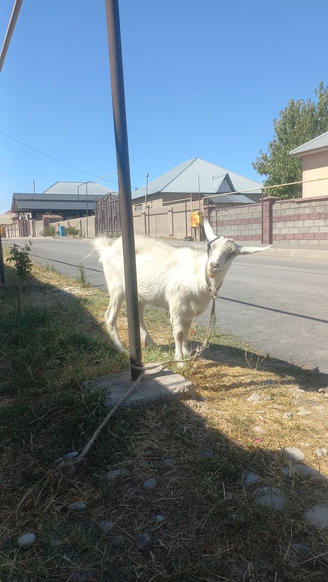Занин ешкі сатылады