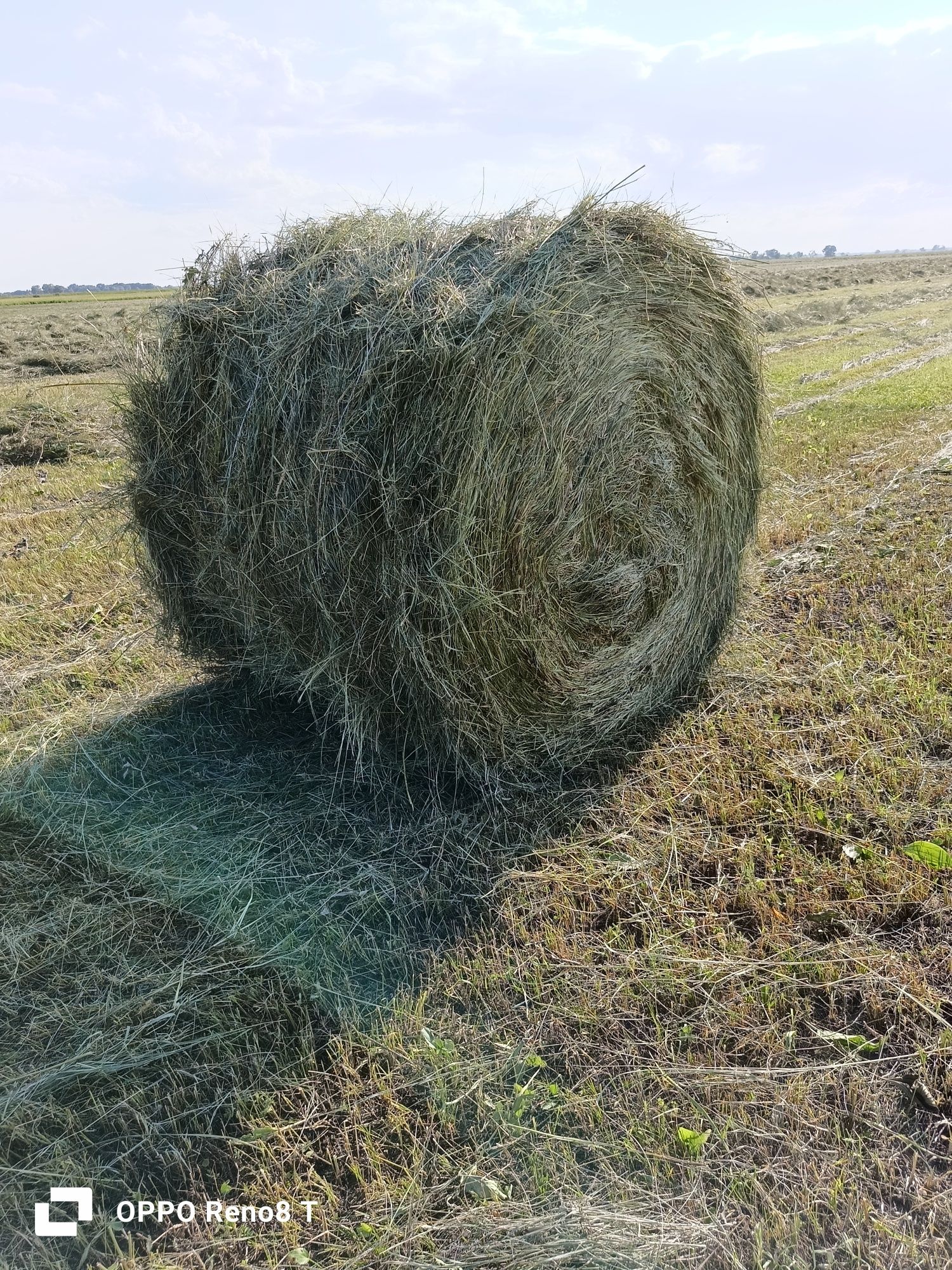 Сено луговое . рулон