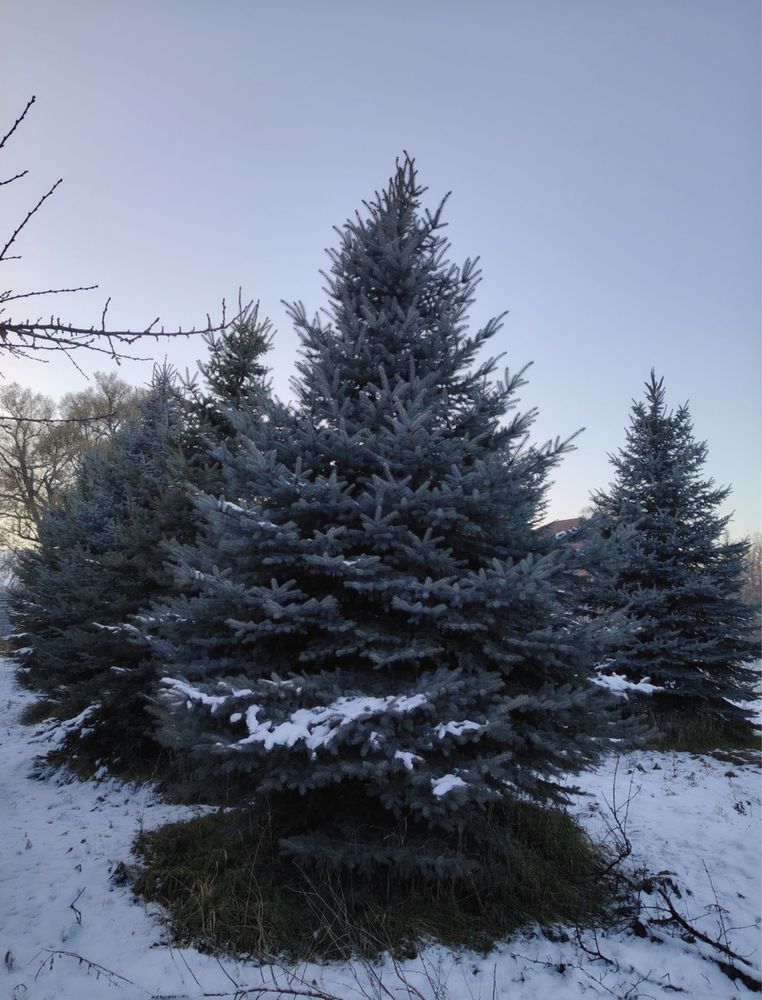 КРУПНОМЕРЫ ели голубые, ели зеленые, сосны