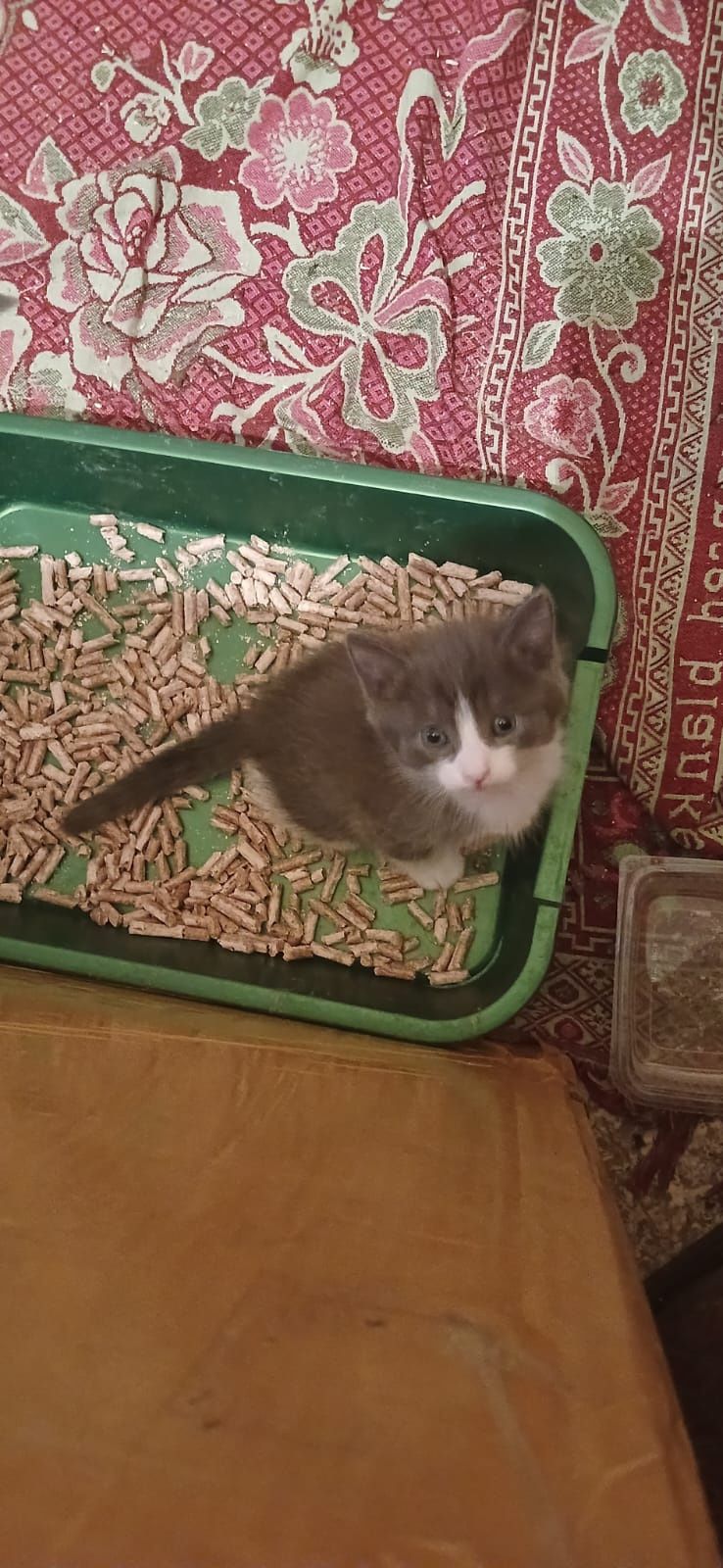 Котят в добрые руки отдадим