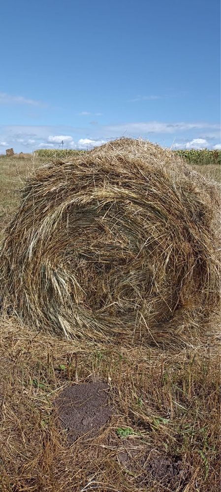 Продам сено в рулонах