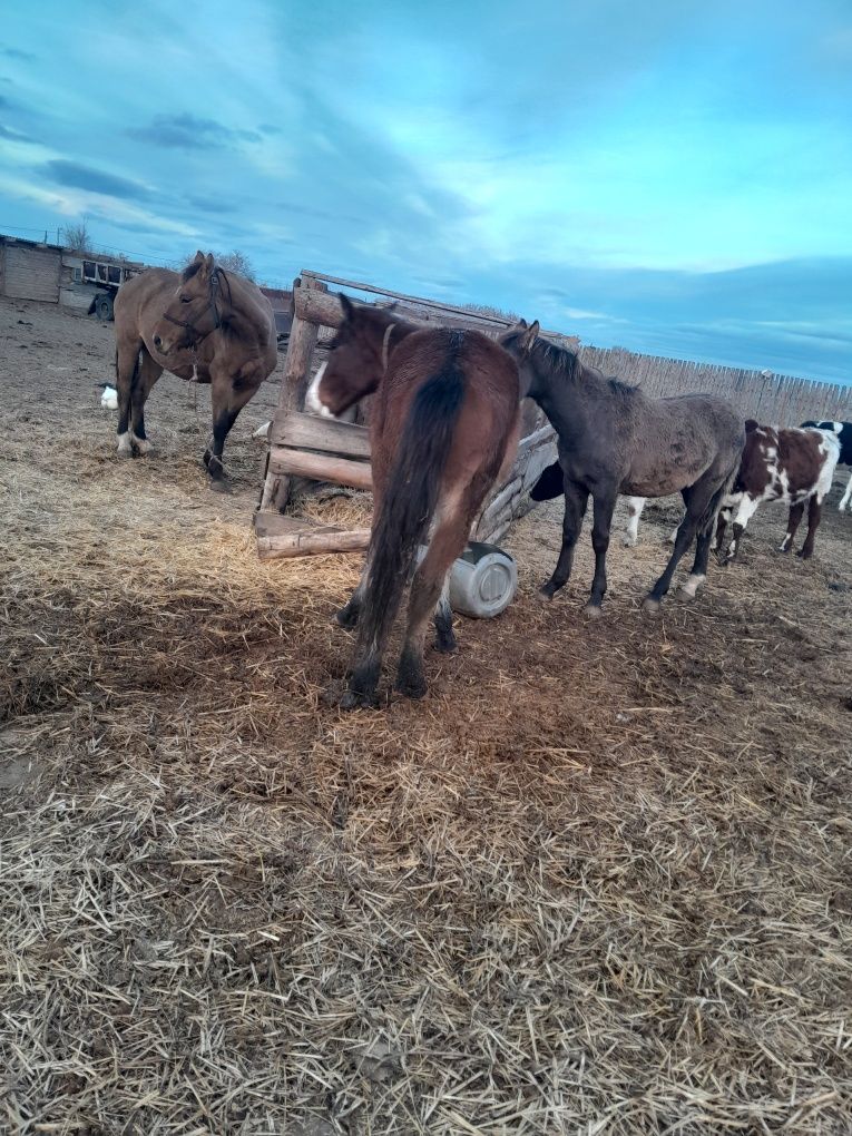 Продам лошадей жеребца и двух кабеля