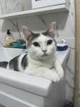 Отдам даром котенка