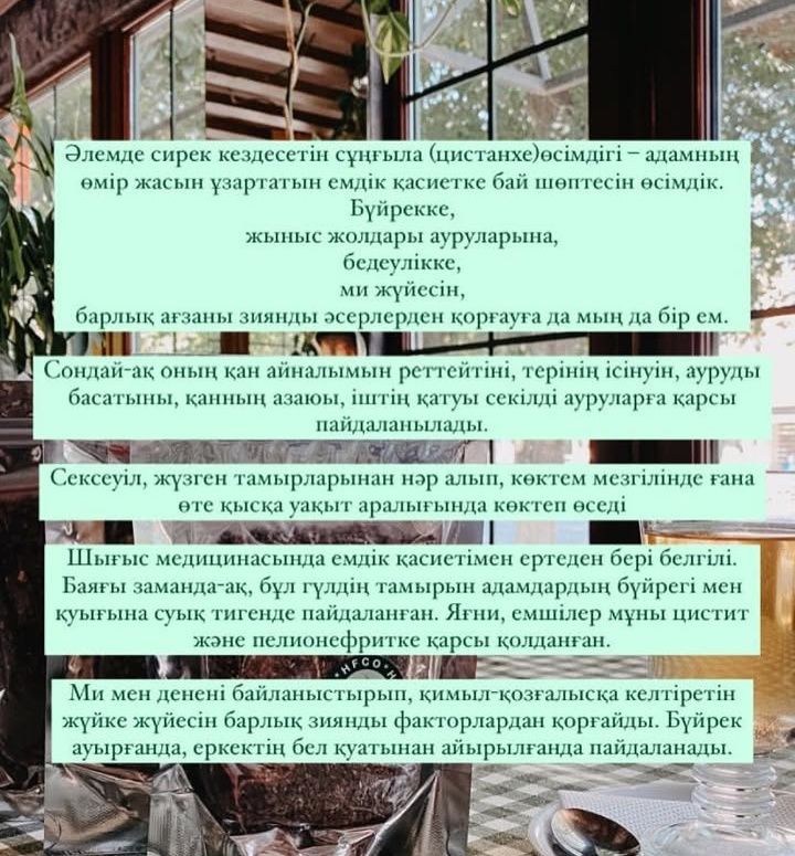 Сұңғыла (цистанхе)шәйы Давление,өт бауыр цистанхе т.б ем болады.