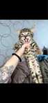 Котенок от мамы Бенгал
