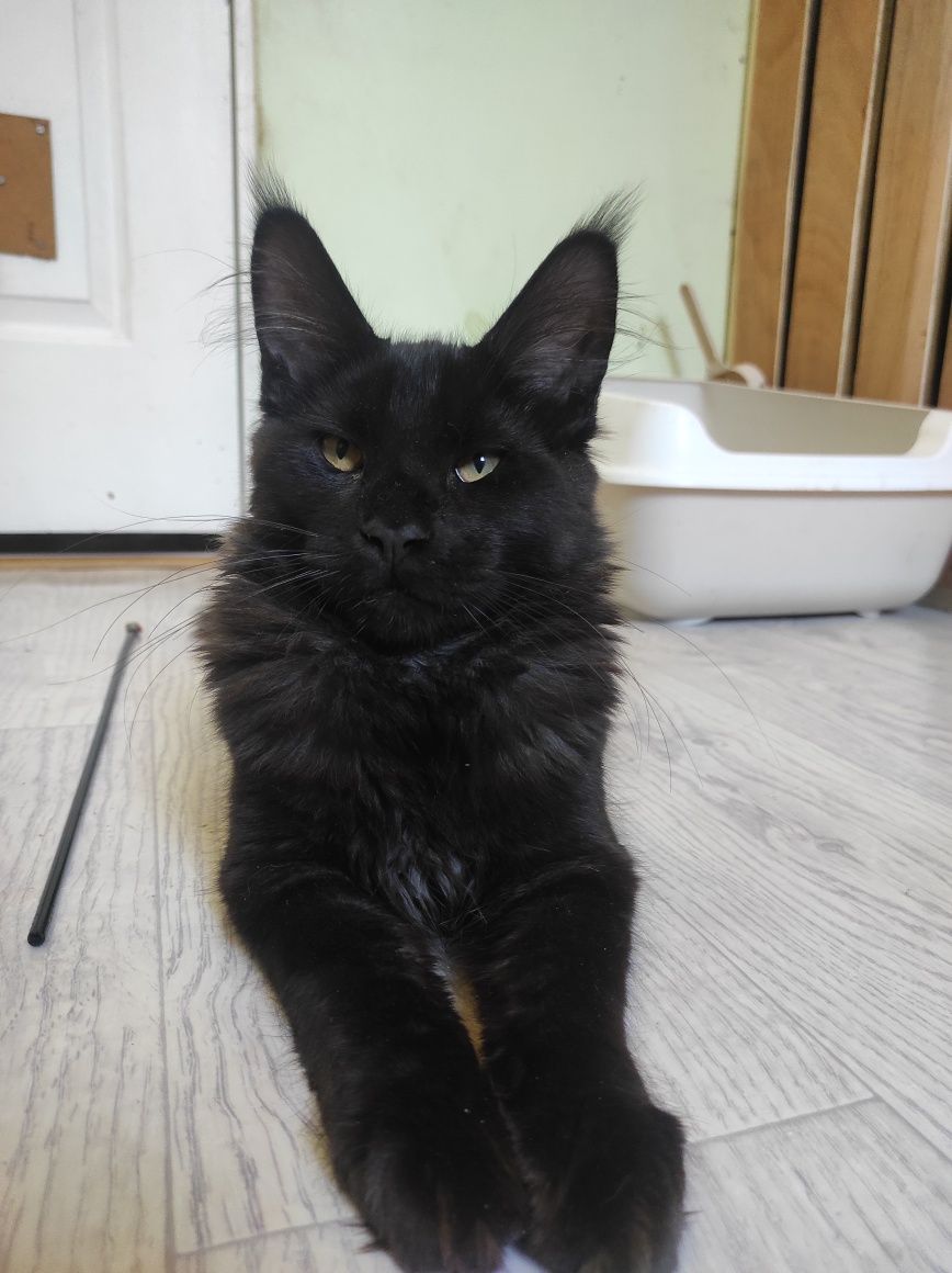 Котята мейн кун мальчики