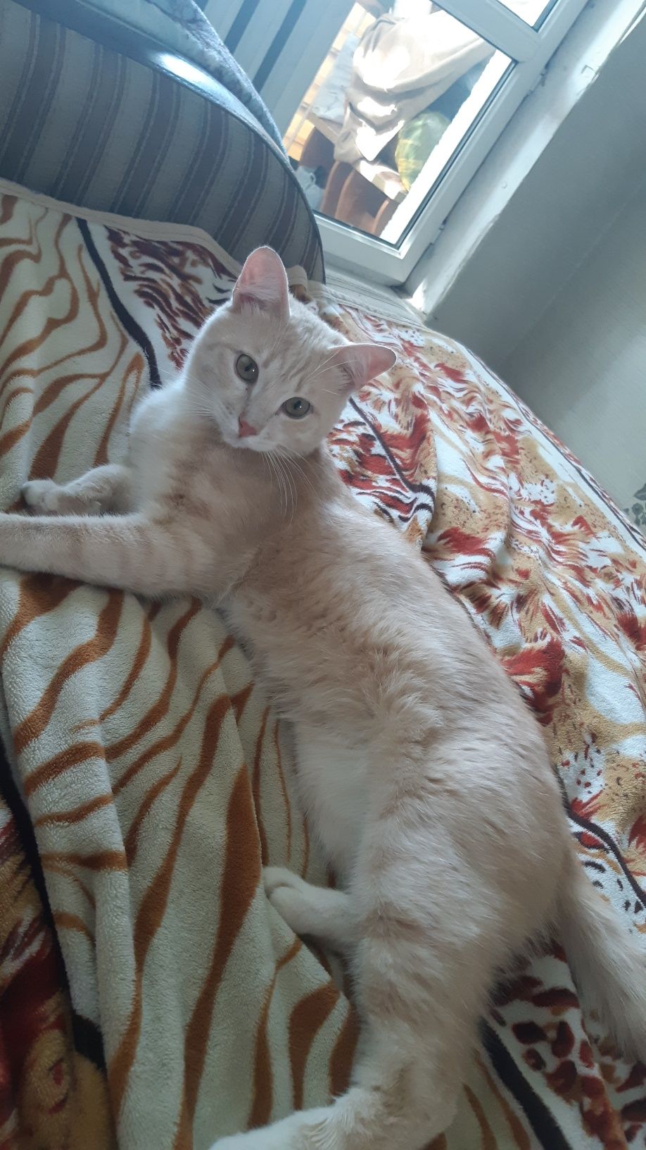 Отдам даром кота