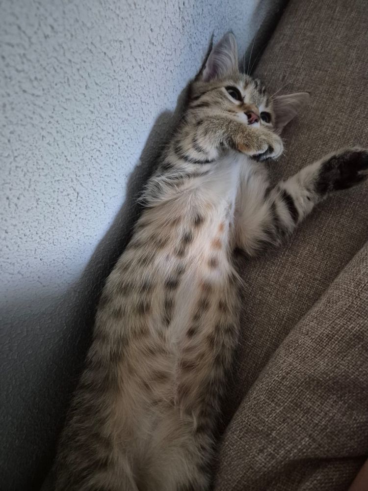 Отдадим котенка в хорошие руки (девочка)
