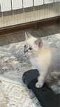 Котенок белый приучен к лотку