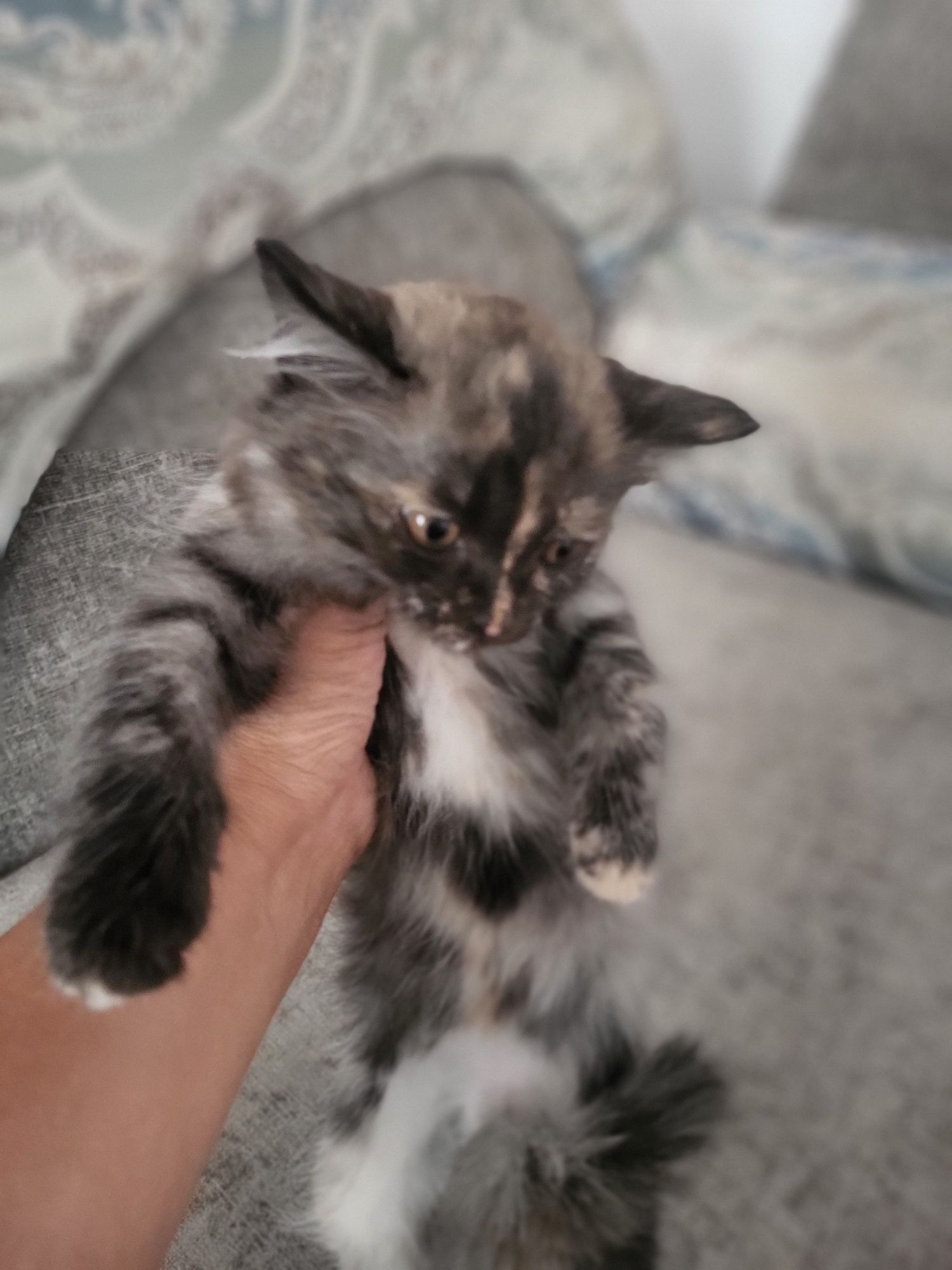 Отдам котят в надежные руки