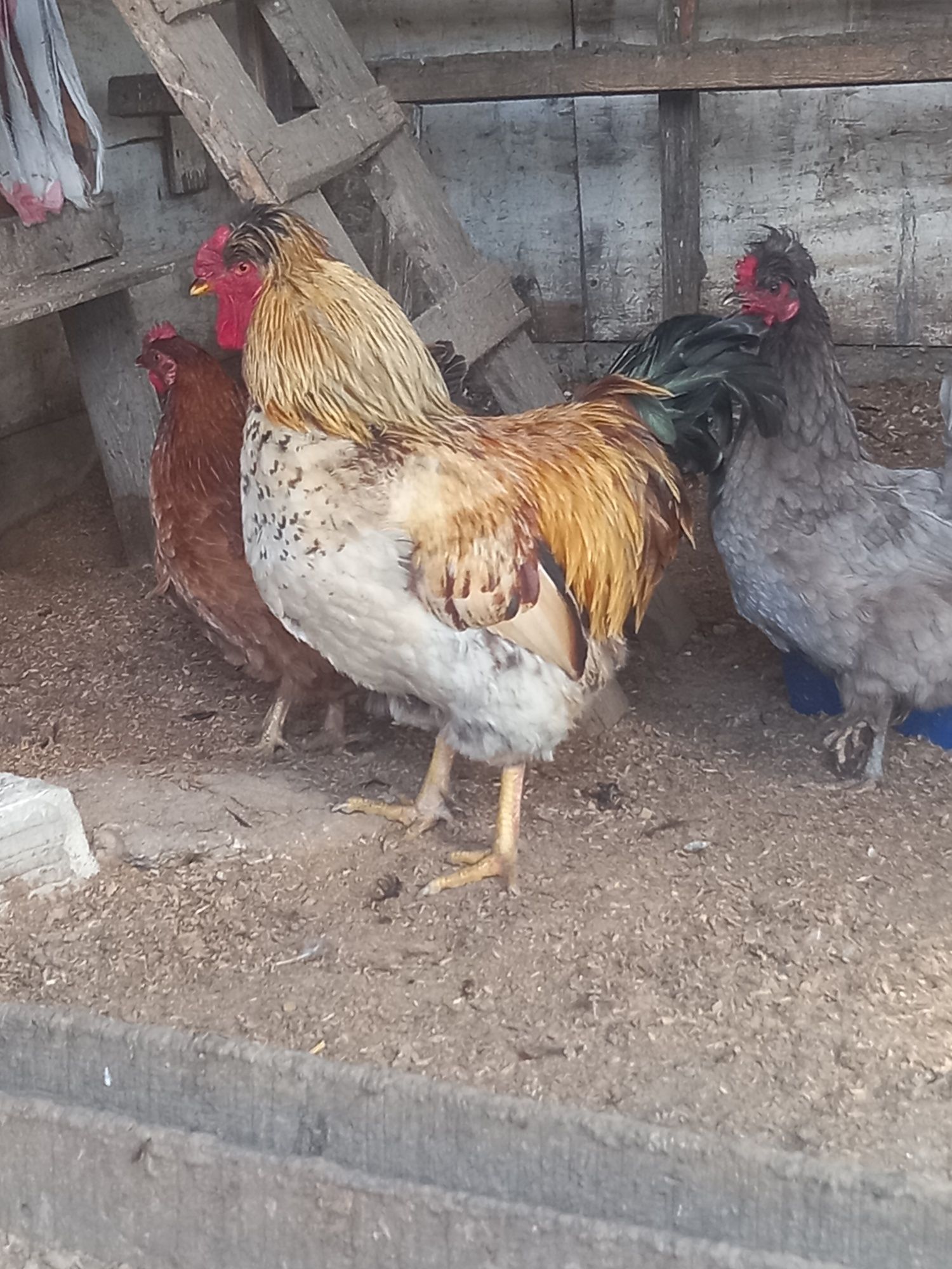 Продам петуха ...