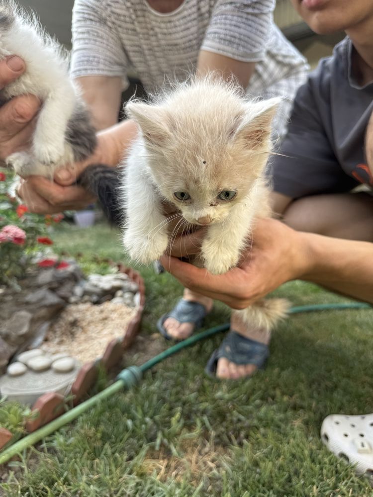 Котята в добрые руки