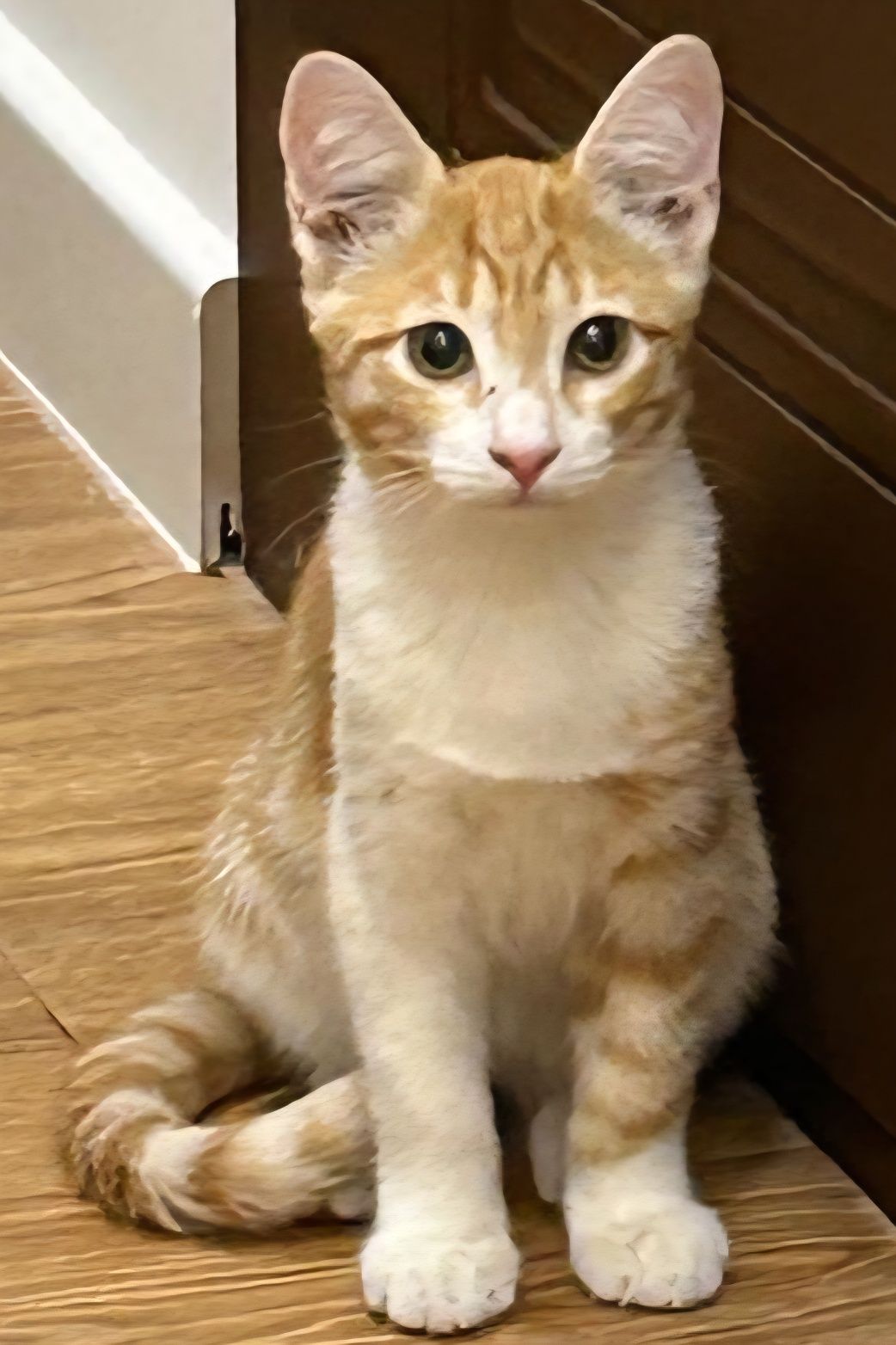 КОТЯТА ищут дом!