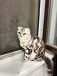 Шотланская кошка