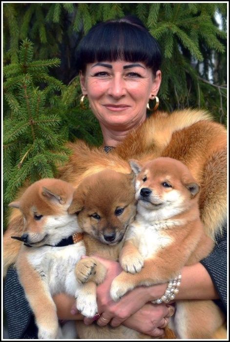 сиба-ину с питомника