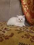 Котята порода шиншила