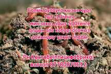 Калифорнийские черви для рыбалки