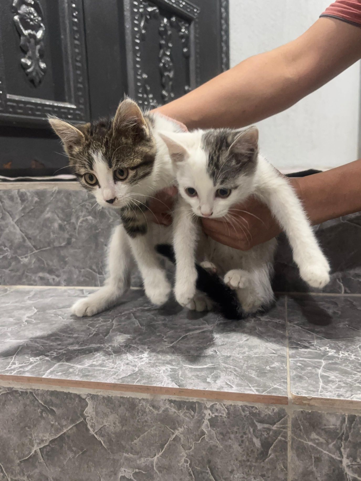 Отдам в хорошие руки котят