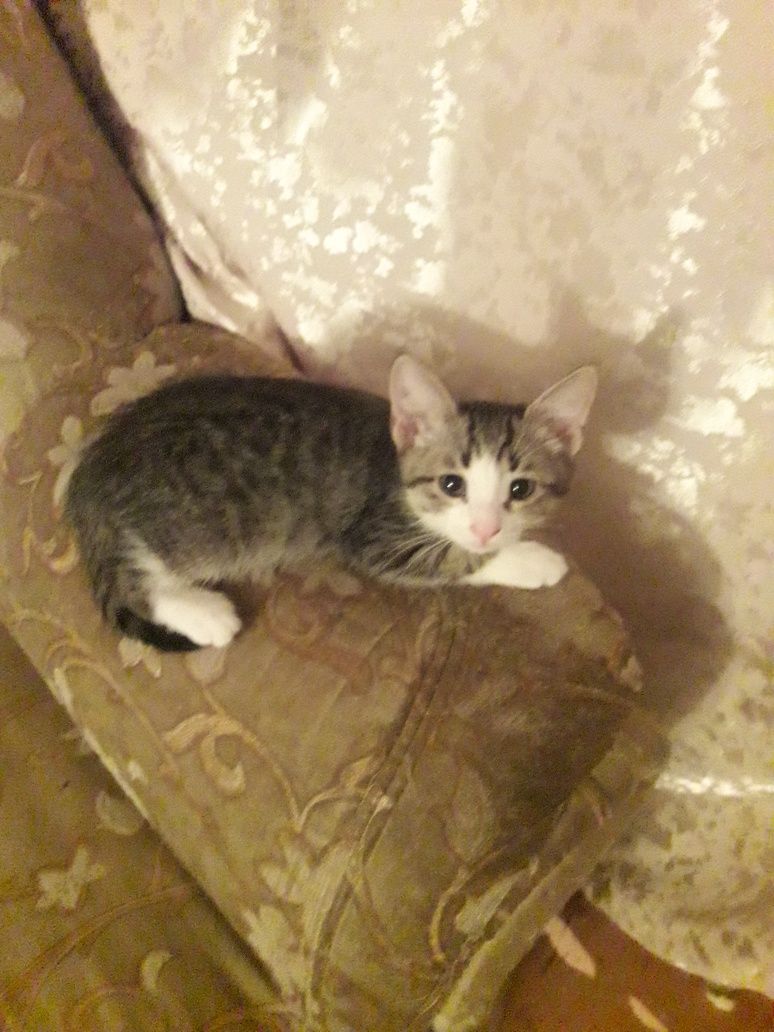 дПродам  котят в хорошие руки