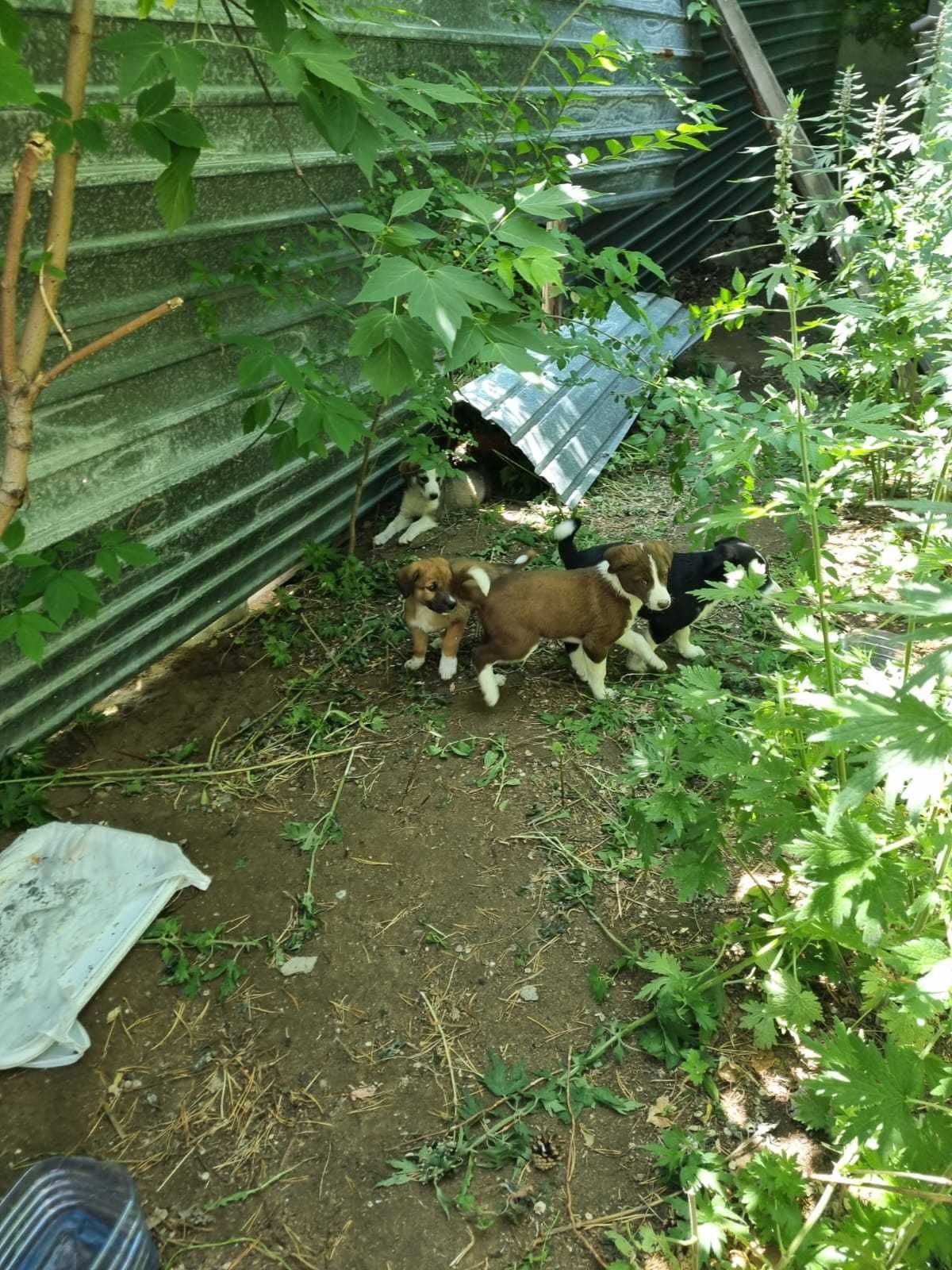 Пристраиваются щенки
