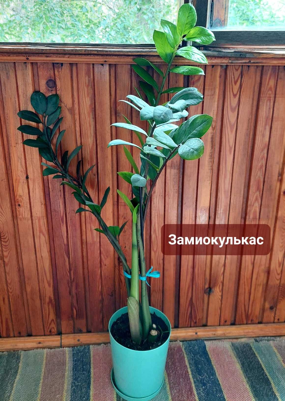 Комнатные цветы: сансевиерия, эуфорбия, замиокулькас, дримиопсис