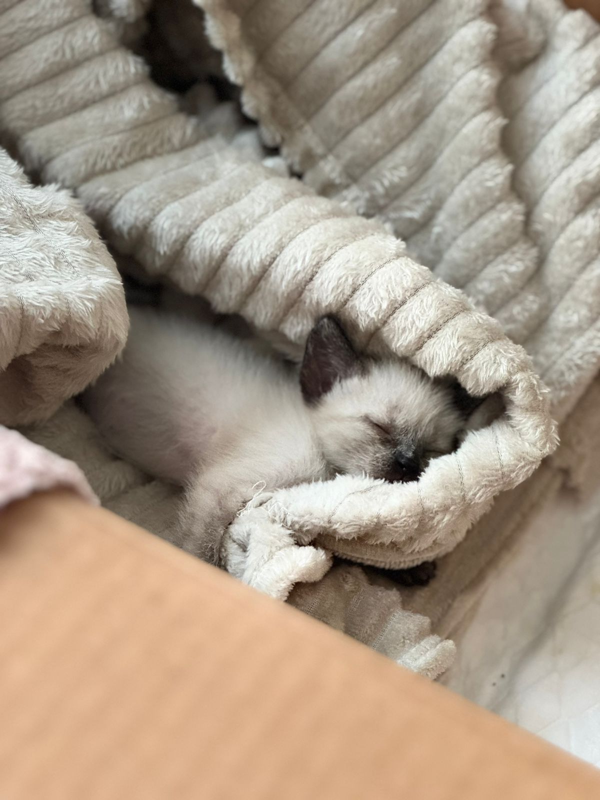 Дарю котят!      .