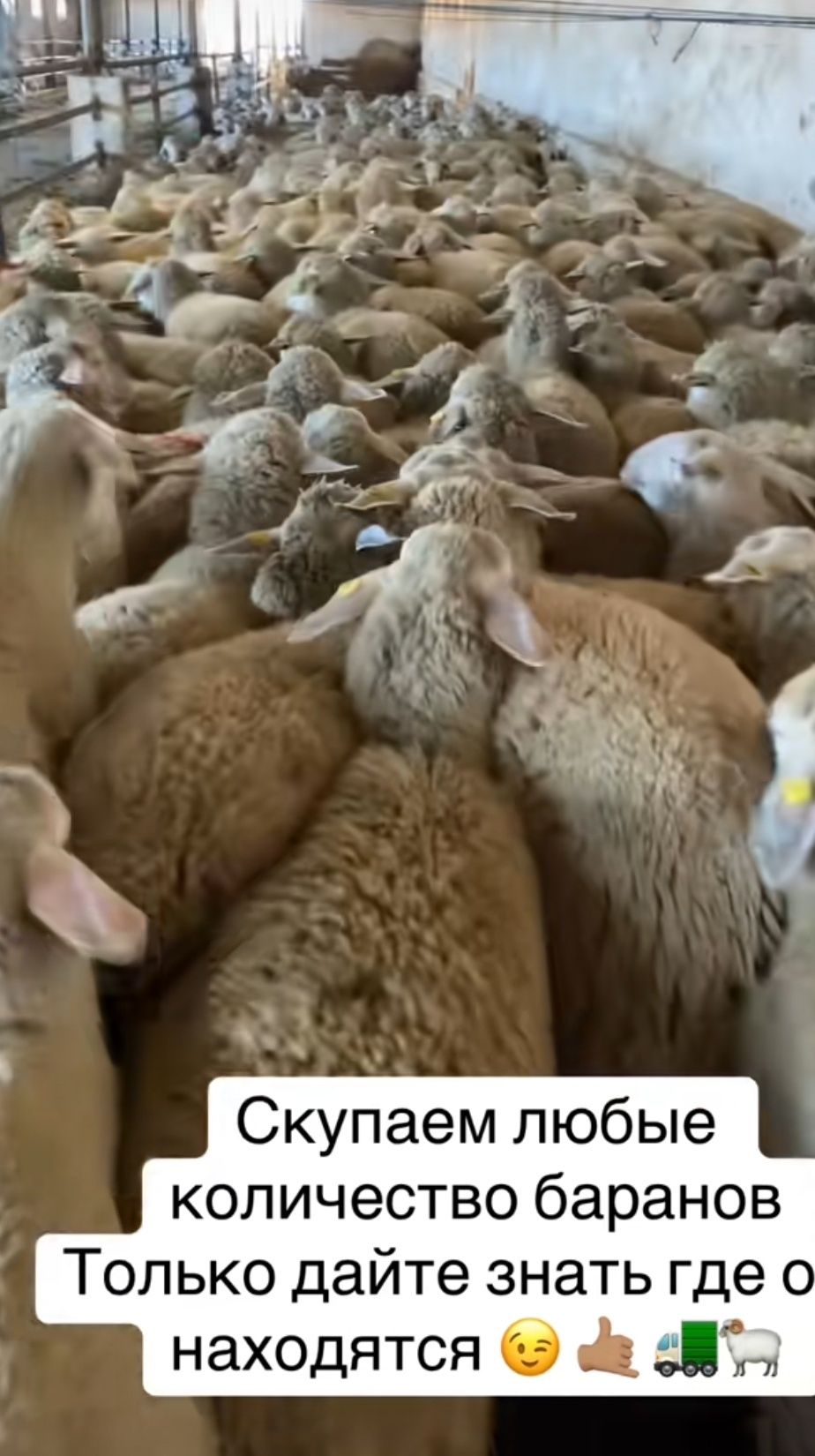 Кой Бараны Токтушки Баран токты продаю Г.АЛМАТЫ