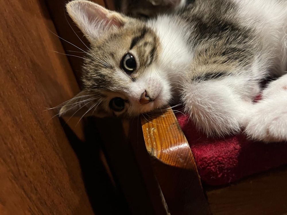 Котята бесплатно
