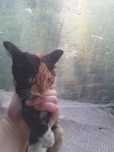 Отдам двух котят в хорошие руки