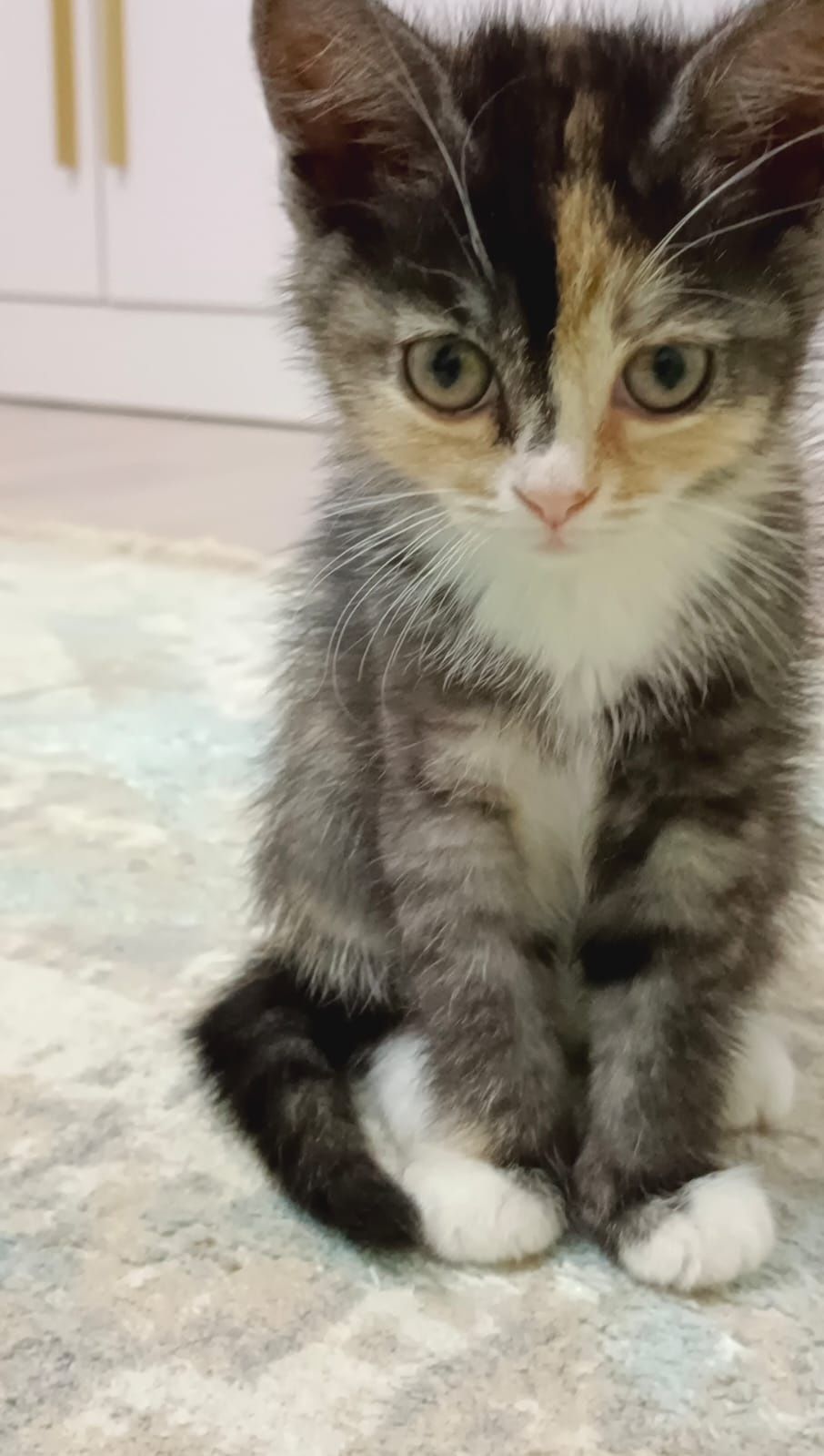 Котята бесплатно