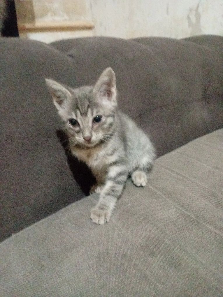 Котята в надёжные добрые руки