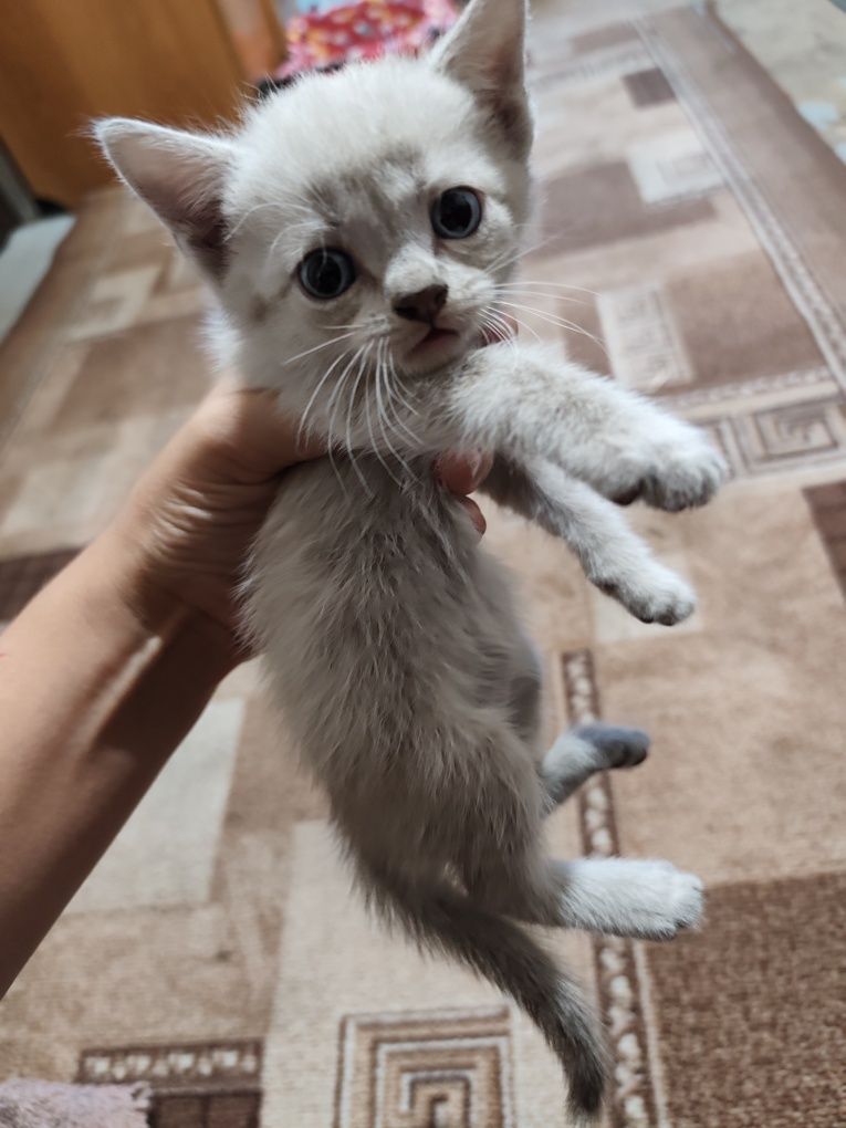 Отдам котят бесплатно