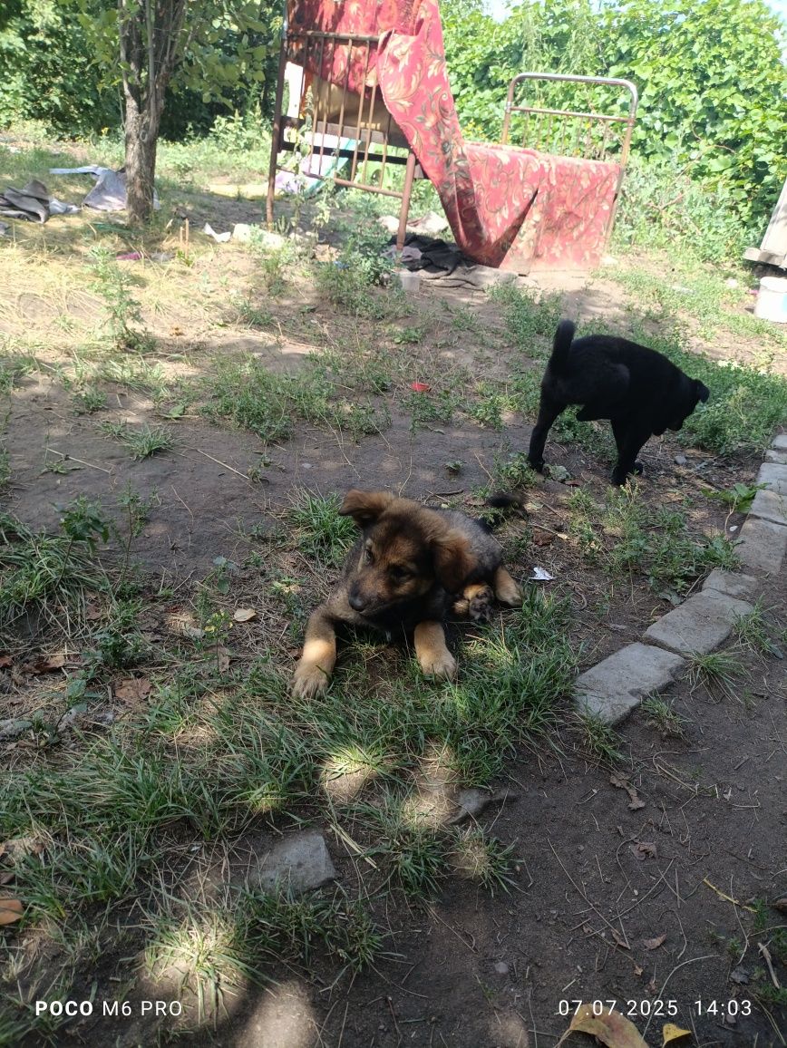 Срочно отдам щенят девочки