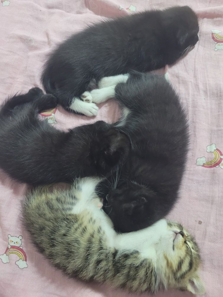 Отдам котят в хорошие руки