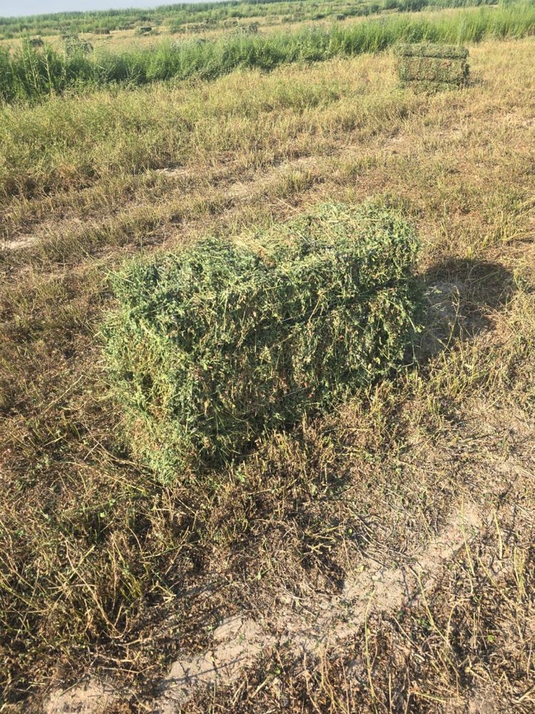 Жоңышқа сатылады