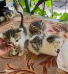 Котята 4 мальчика и 1 девочка