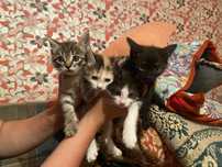 Отдам даром котят
