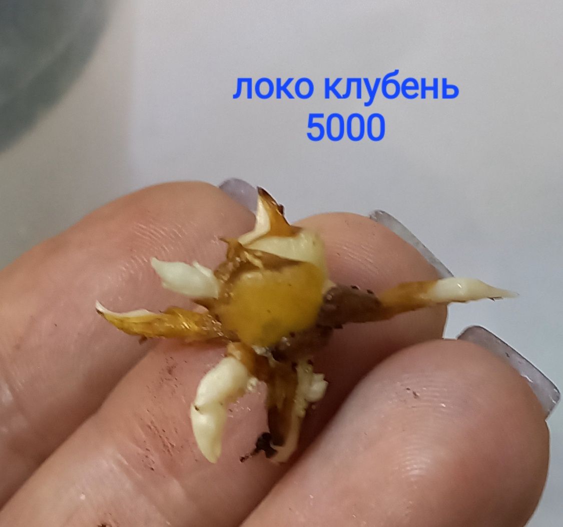 Сортовые алоказии