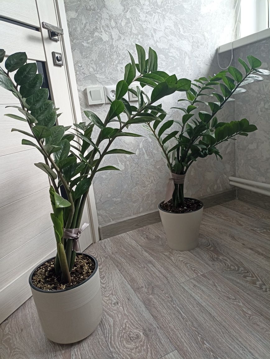 Продам земипкулькас,долоровое дерево..
