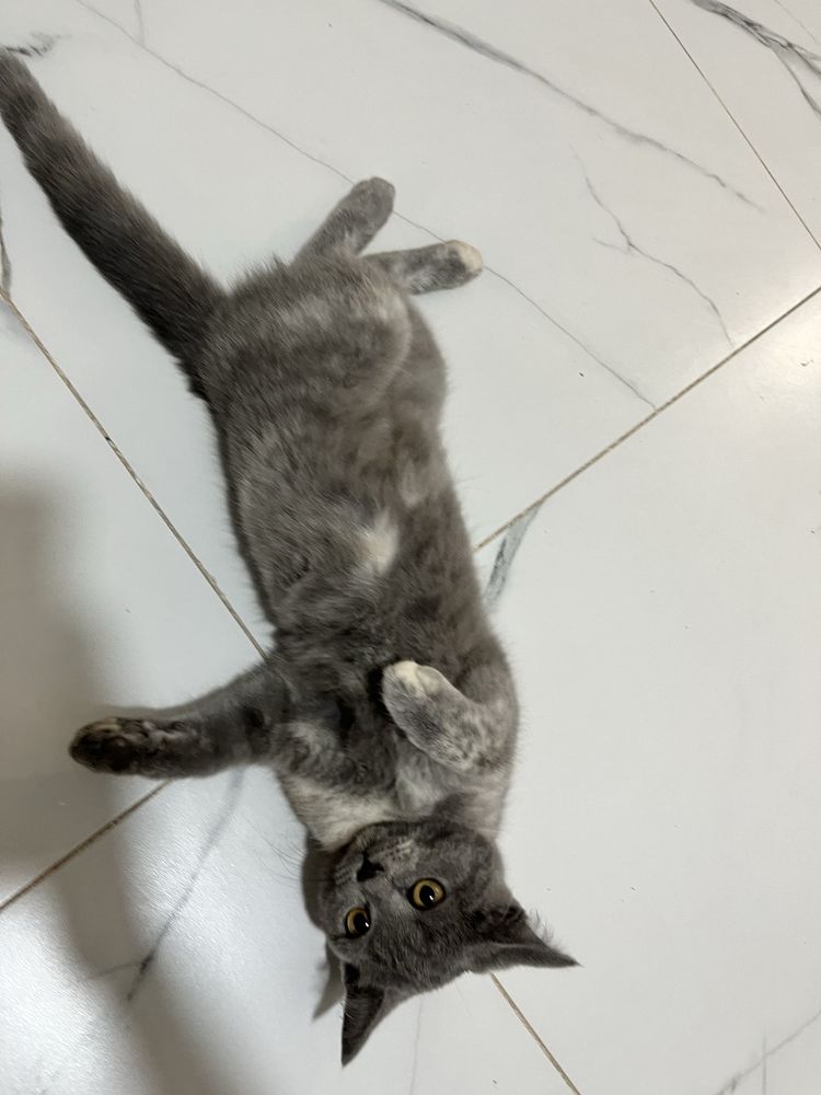 Котенок в добрые руки